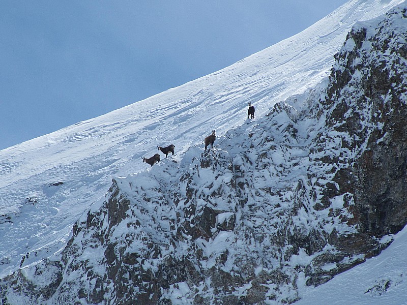 Nous avions avec nous : quelques supporters.... Nous les avons vu courir au dessus de cette falaise. Leur sureté dans le geste, nous a impressionné.