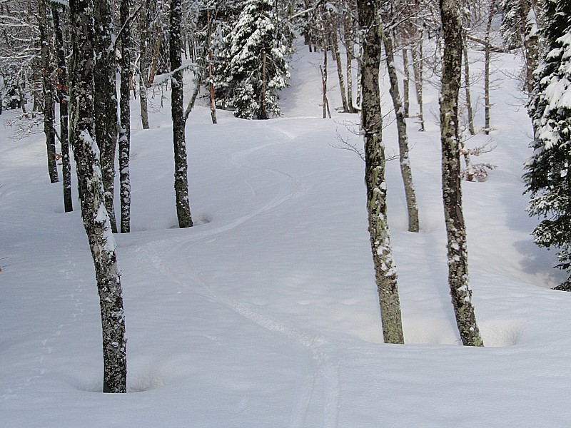 1ere descente : De la poudre dans les bois...