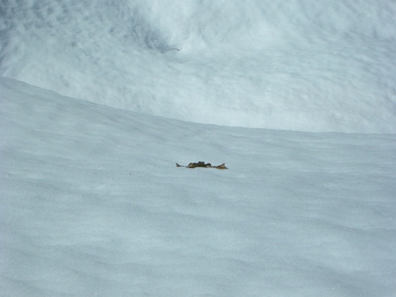 grenouille : grenouille surfeuse