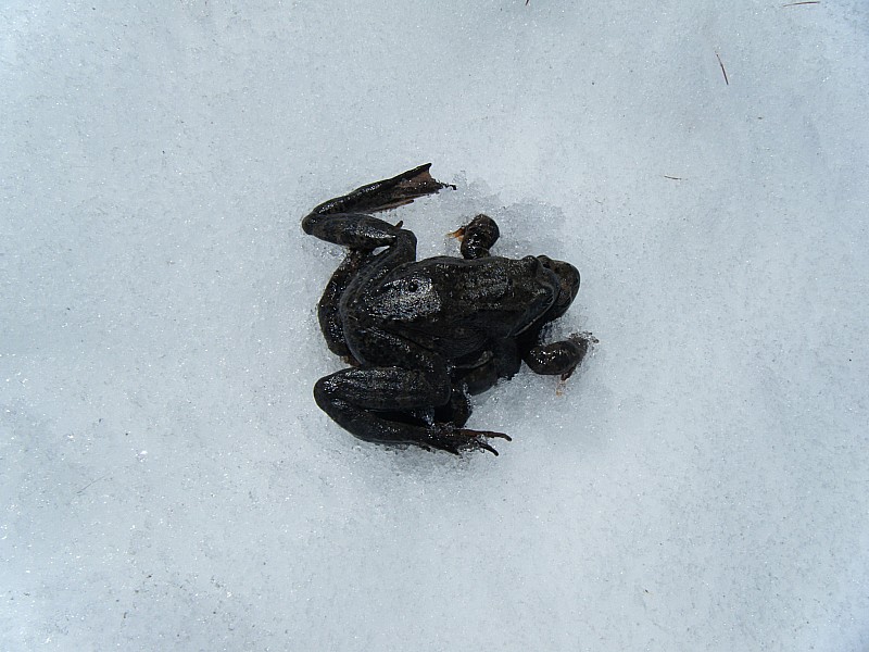 crapaud et grenouille amoureux : les photos porno sont-elles autorisées sur Skitour ?