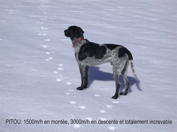 Pitou : Un chien qui adore la neige