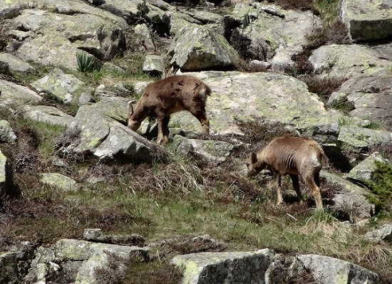 Posets : L'hiver a été long pour les isards pyrénéens