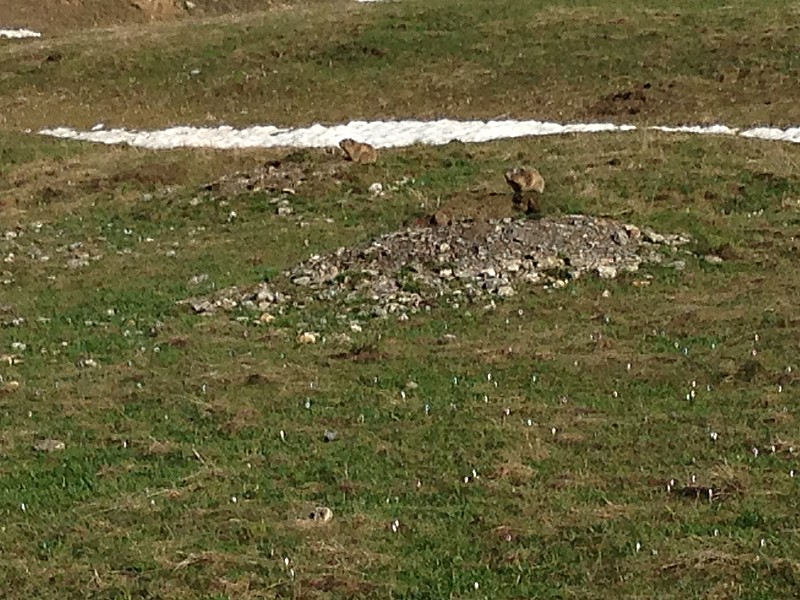 Marmottes de partout