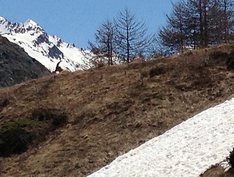 Bouquetin en remontant au col : Bouquetin en remontant au col des fourches