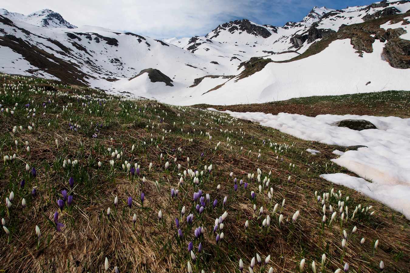 Du coté des Revers : Perce-neige.