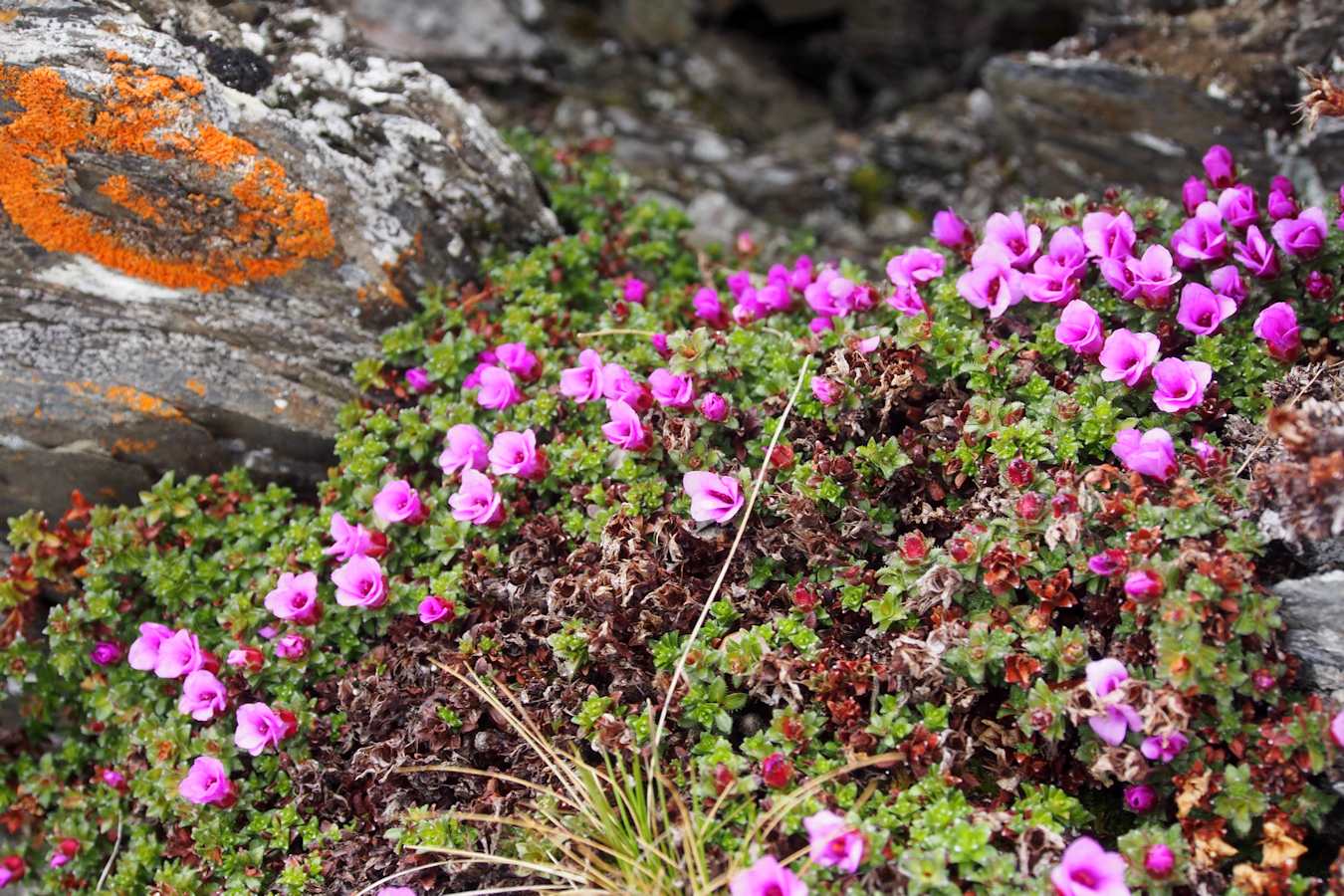 Un peu de couleur : Saxifrage à feuilles opposées.