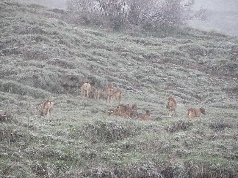 Mouflons : Eux au moins ils sont plus raisonnables à rester au vert
