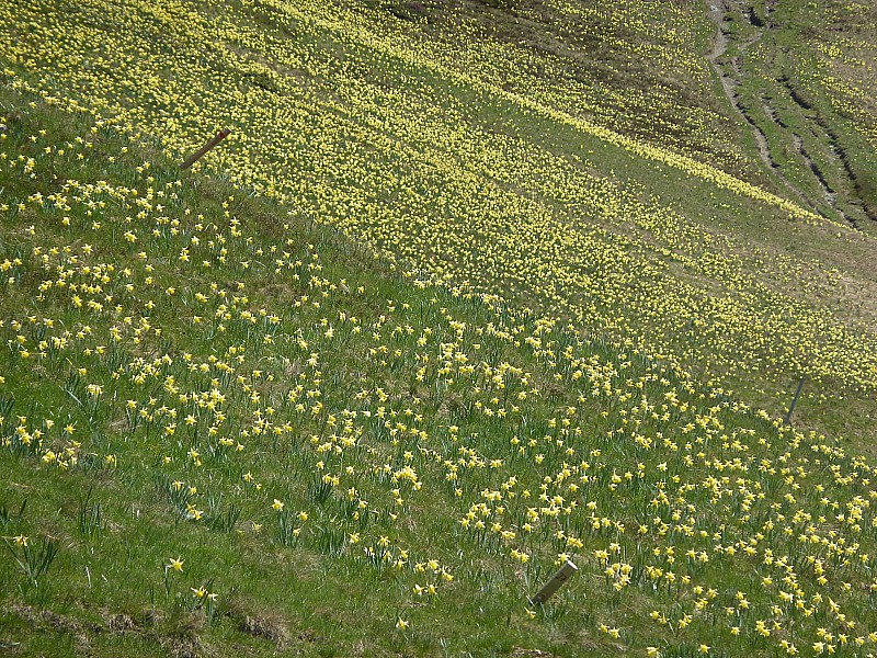 Le Recoin : Les jonquilles sont là