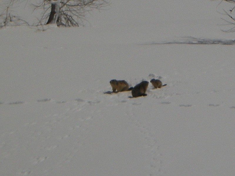 famille marmotton : pas grand chose à manger encore