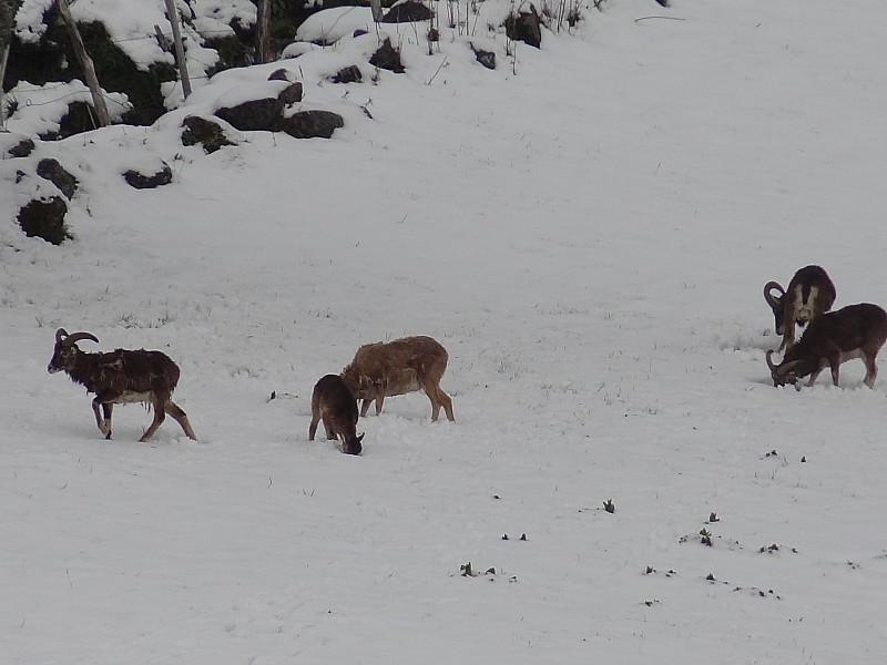 A 1200m : En quête de nourriture sous la neige