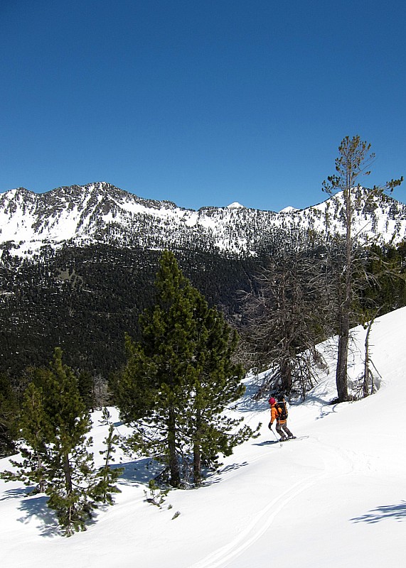 Sapinière Baranette : slalom géant entre les pins