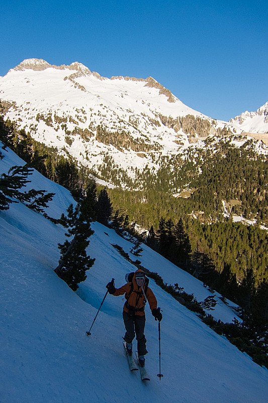 Sapinère de Baranette : sur fond de crête des Alharisses