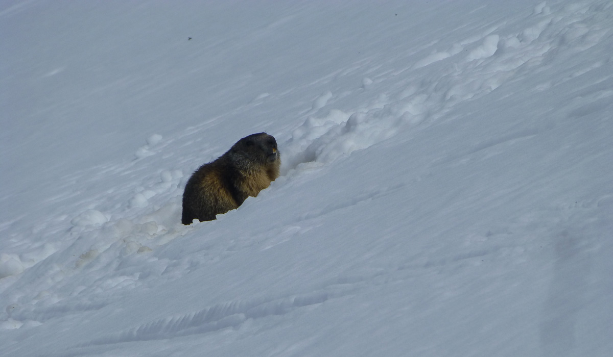Marmotte : vers le Ferrand, pas inquiète!