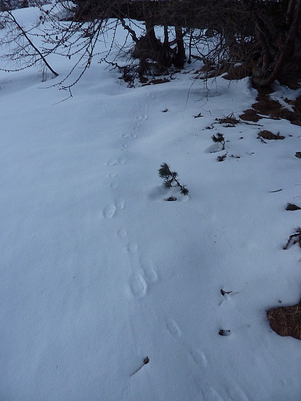 Forêt : Traces