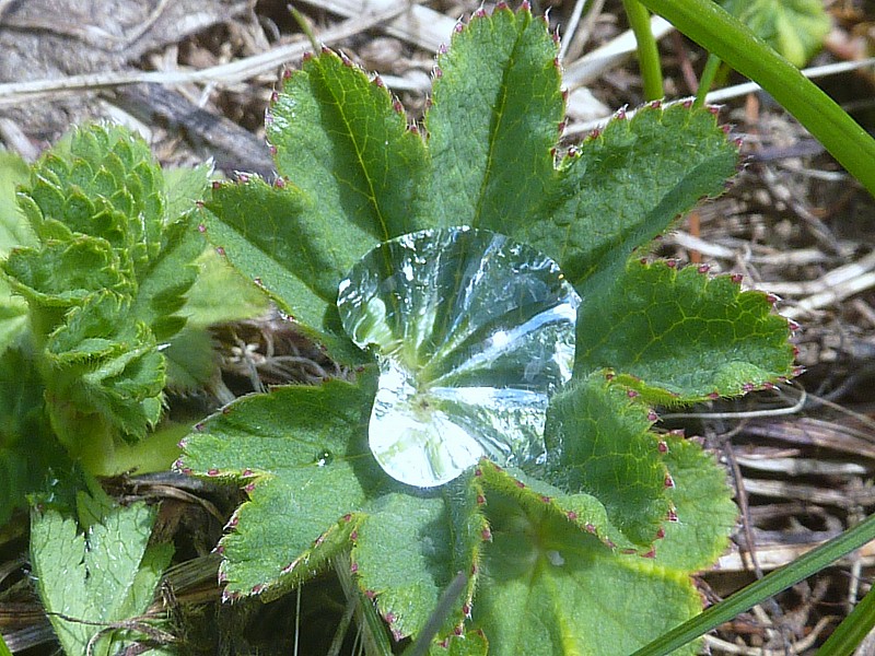 Une goutte d'eau : Vues de loin elle ont l'éclat du diamant.
