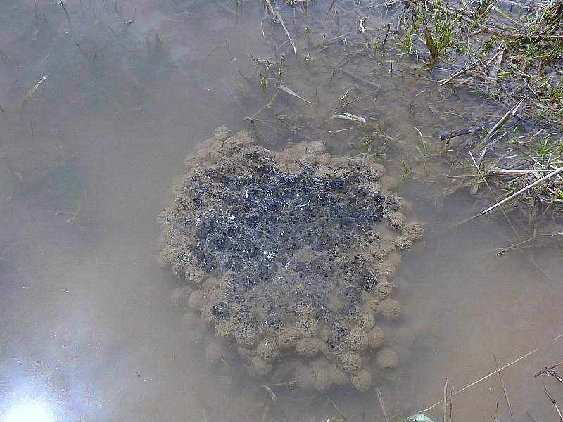 des yeux dans l'bouillon : Peut être des œufs de grenouilles?