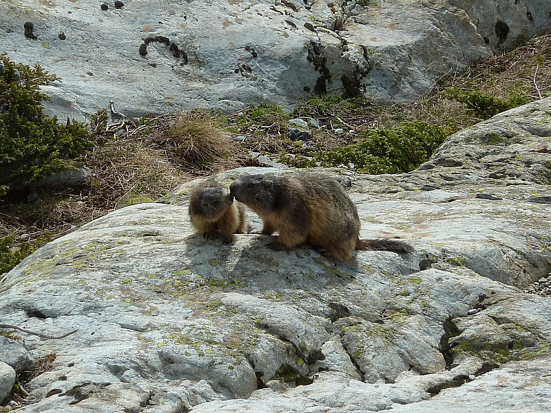 Marmottes : un peu de douceur dans ce monde de buts