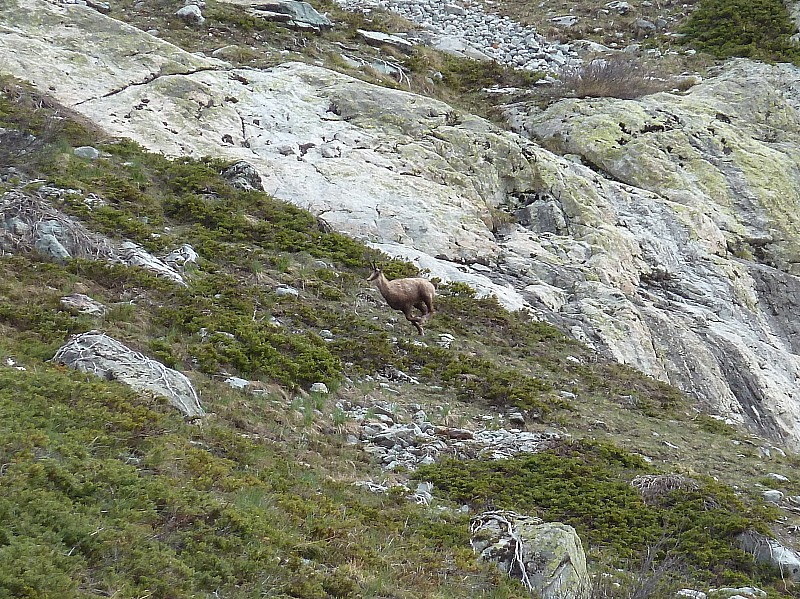 Chamois : pas très sociable