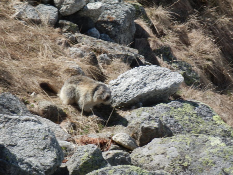Plan de l'aiguille : Bien nourrie visiblement...
