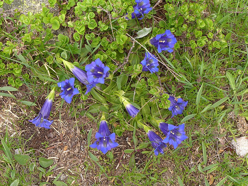 Gentianes acaulnes