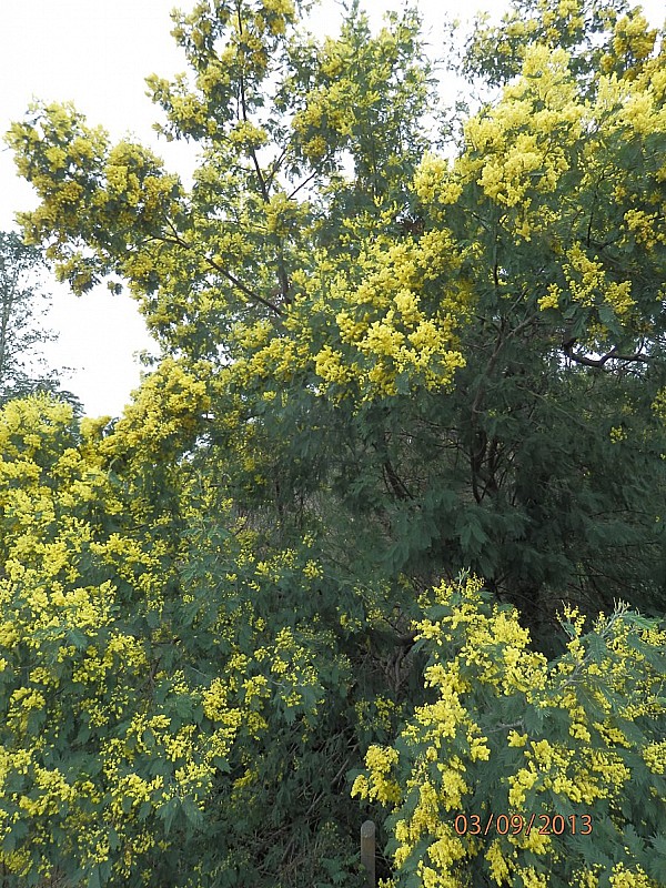 Les mimosas sont légion au : Chili et à côté la Côte d'Azur fait figure de parent pauvre