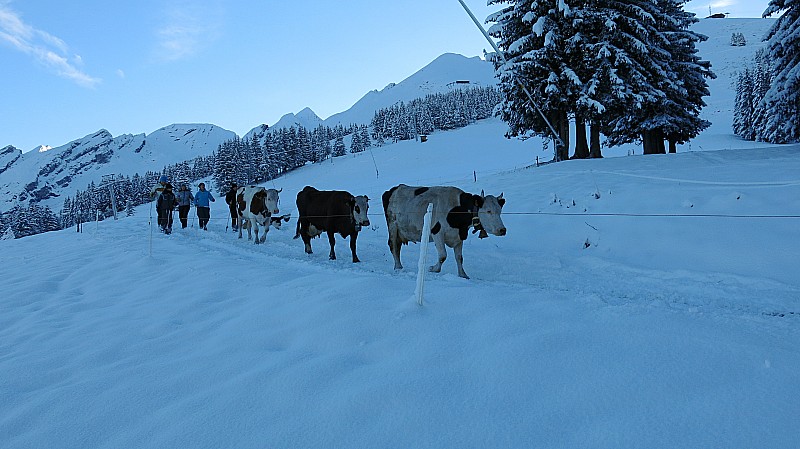 Départ avec les vaches : descente d'alpage , surpris par la neige d'hier