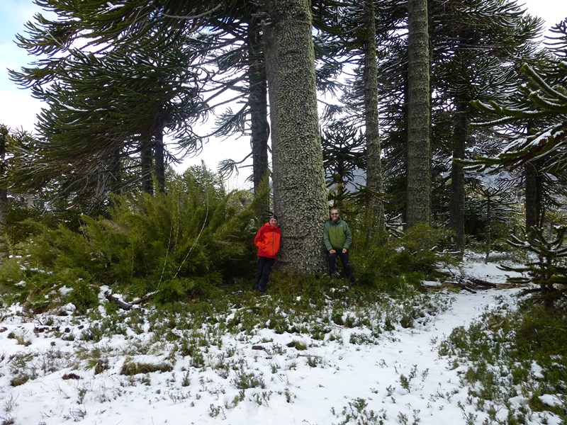 Forêt : Michel et Iñaki au pied d'un araucarias.