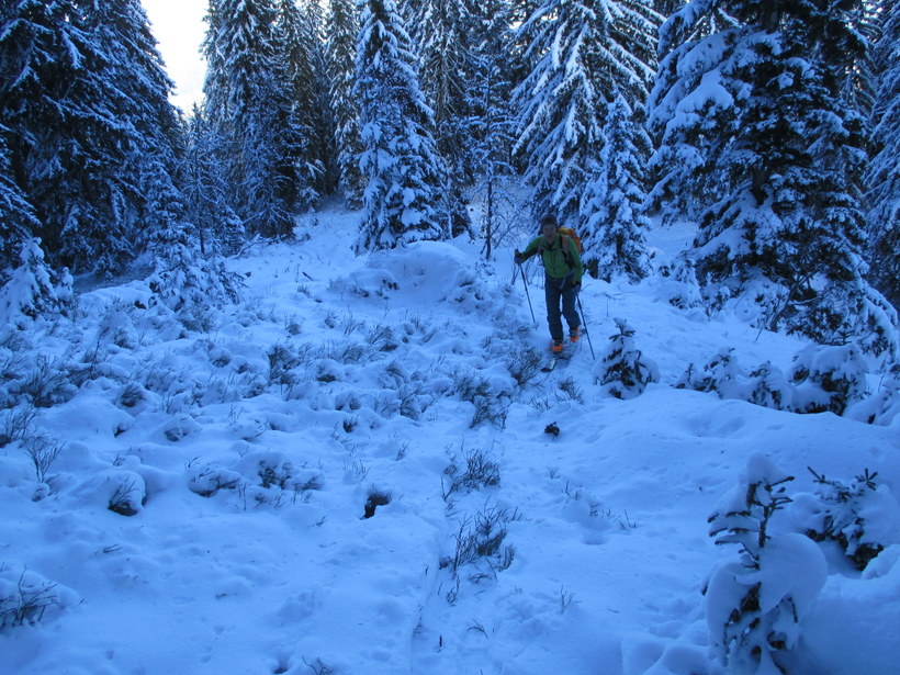 dans la forêt : Christophe dans un mixte "myrtilles/sapins/neige"