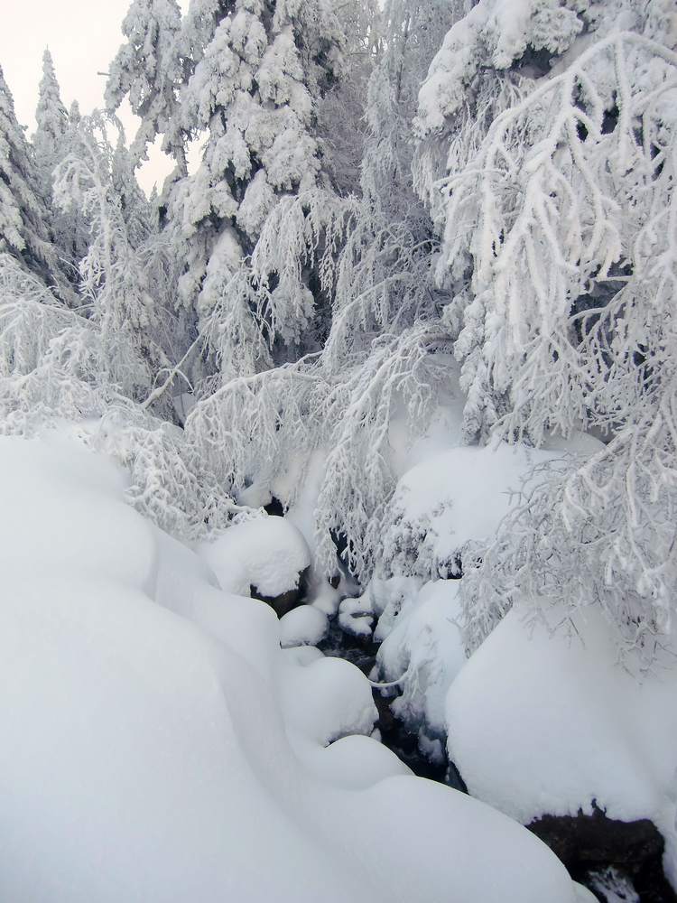 Secteur Couzan : Le Lignon à 1350m: Bon enneigement!