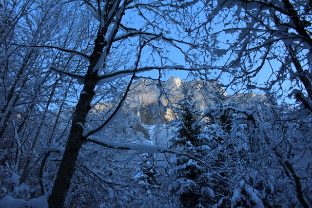 #1 dans la forêt : au début, c dans la forêt : au début, c'est l'hiver