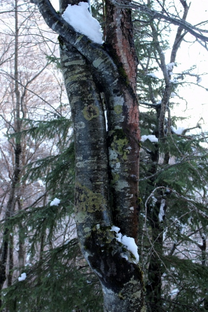 #7 hêtres : hêtre ou ne pas hêtre (suffit de s hêtres : hêtre ou ne pas hêtre (suffit de s'enlacer)