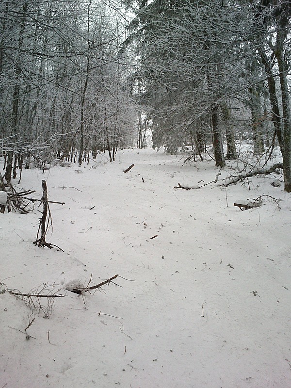 forêt du lac blanc : pas bcp de neige, branches et cailloux sont pas loin