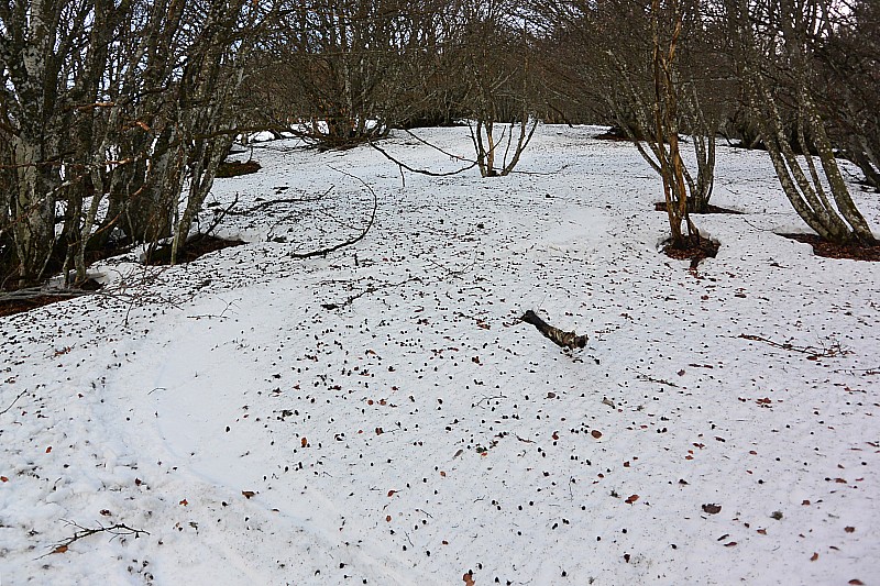 Botte SE : Ski de nevé dans le bois, sur samares d'érable. Ambiance fin de saison!!!