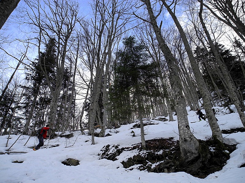 Montée dans la forêt : Grosse montée dans la forêt