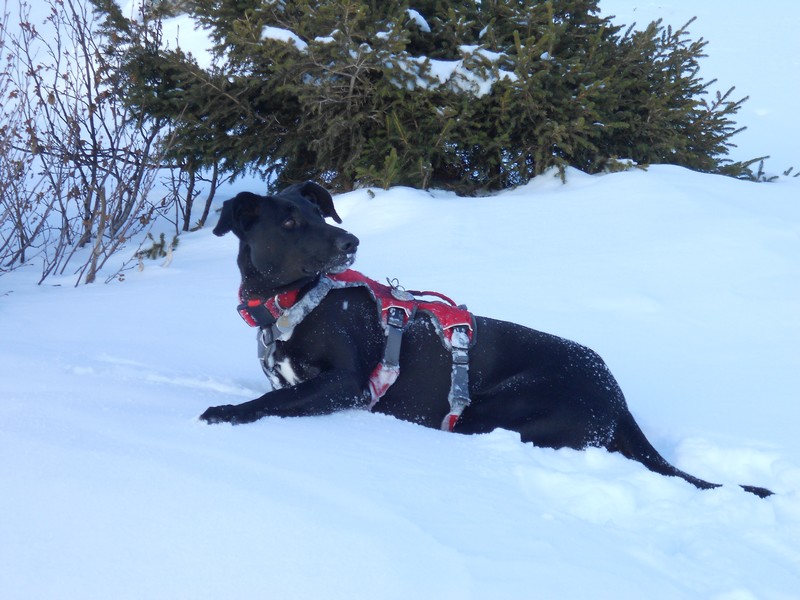 #3 Cassien ! : C Cassien ! : C'est au tour du chien de faire la trace...