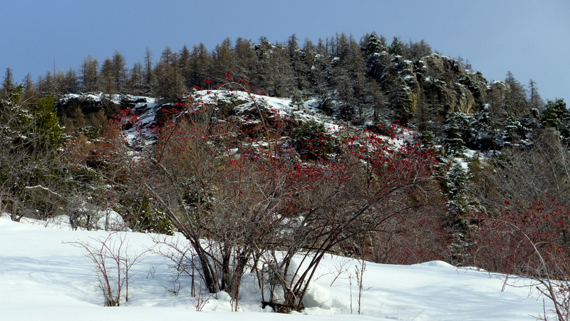 Au-dessus des Collombs : pour les confitures, y'a de quoi faire!
