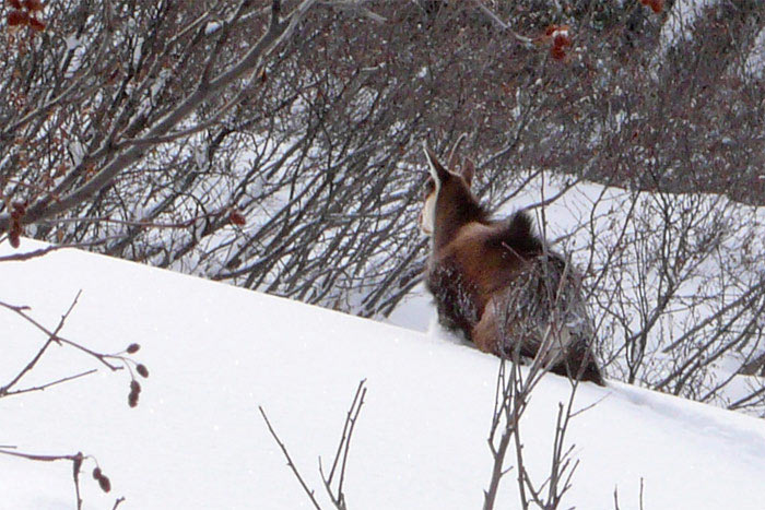 Chamois : Ce matin je n'ai croisé personne d'autre !!