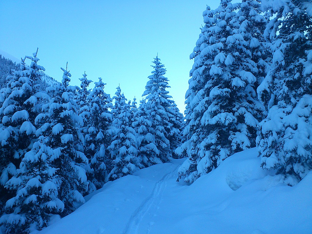Forêt enneigée : Magnifique manteau hivernal...