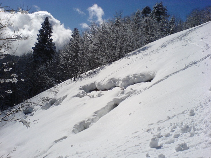 Neige : reptation du manteau neigeux (1m large) au niveau de la clairière près de Canaple