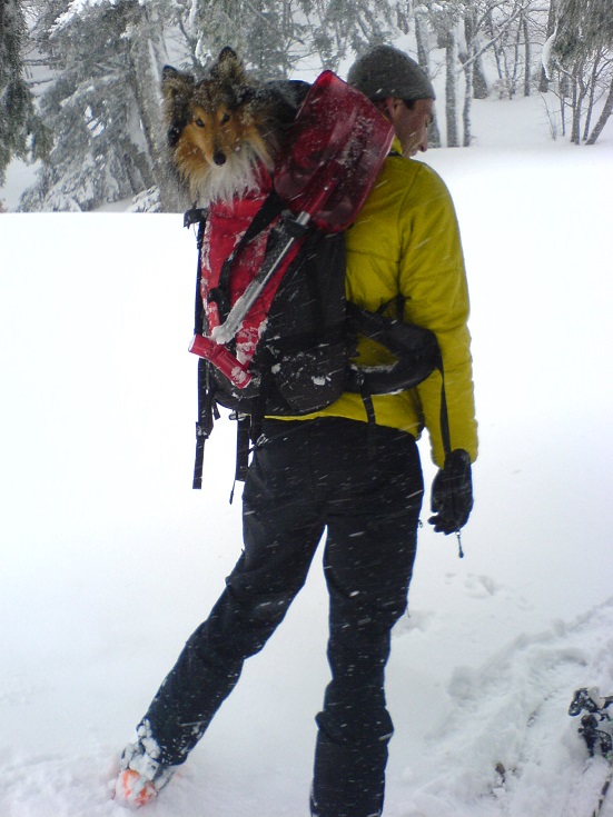 Rencontre : un randonneur à ski qui porte son chien!