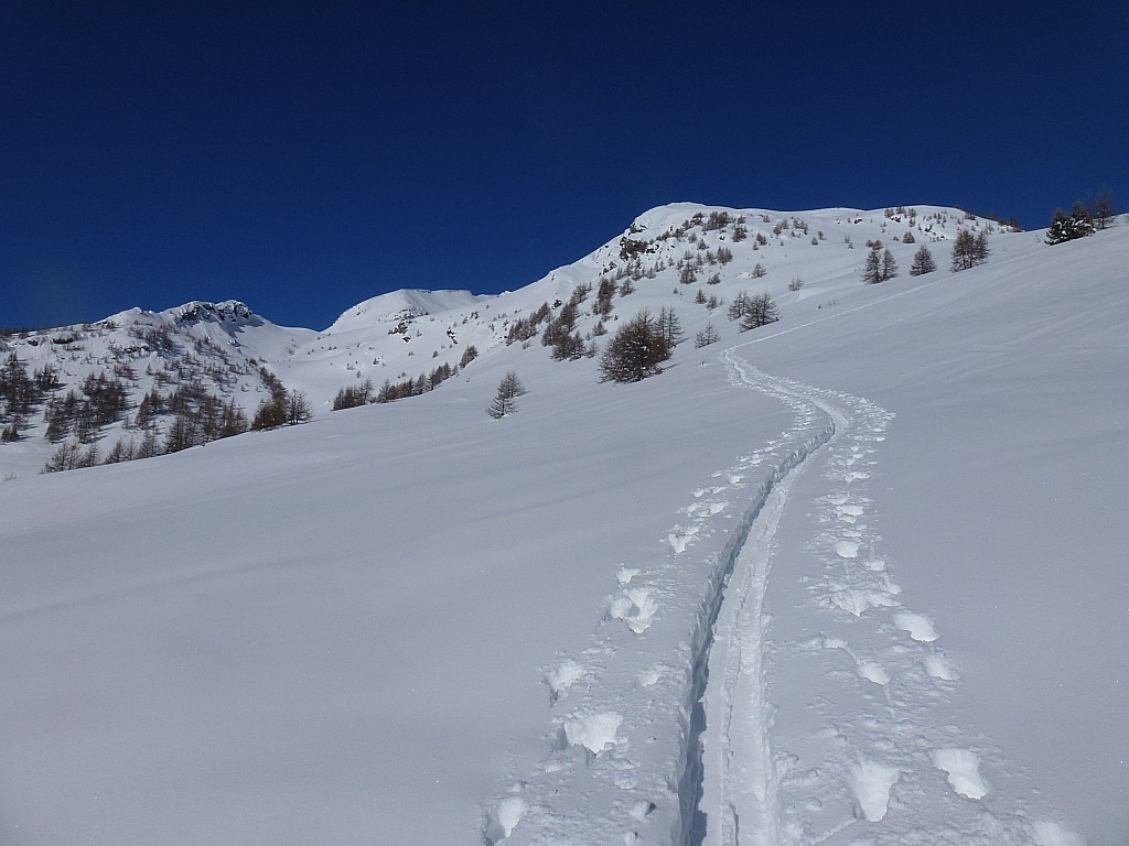 Orée du bois : Toujours cette bonne trace!