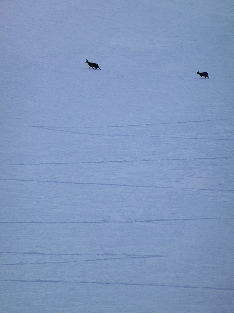 #2 Les 2 truc vivant ici avec moi : Tranquillous. Les 2 truc vivant ici avec moi : Tranquillous.