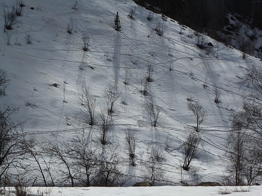 #4 La Bérarde : Les animaux se sont bien amusés La Bérarde : Les animaux se sont bien amusés