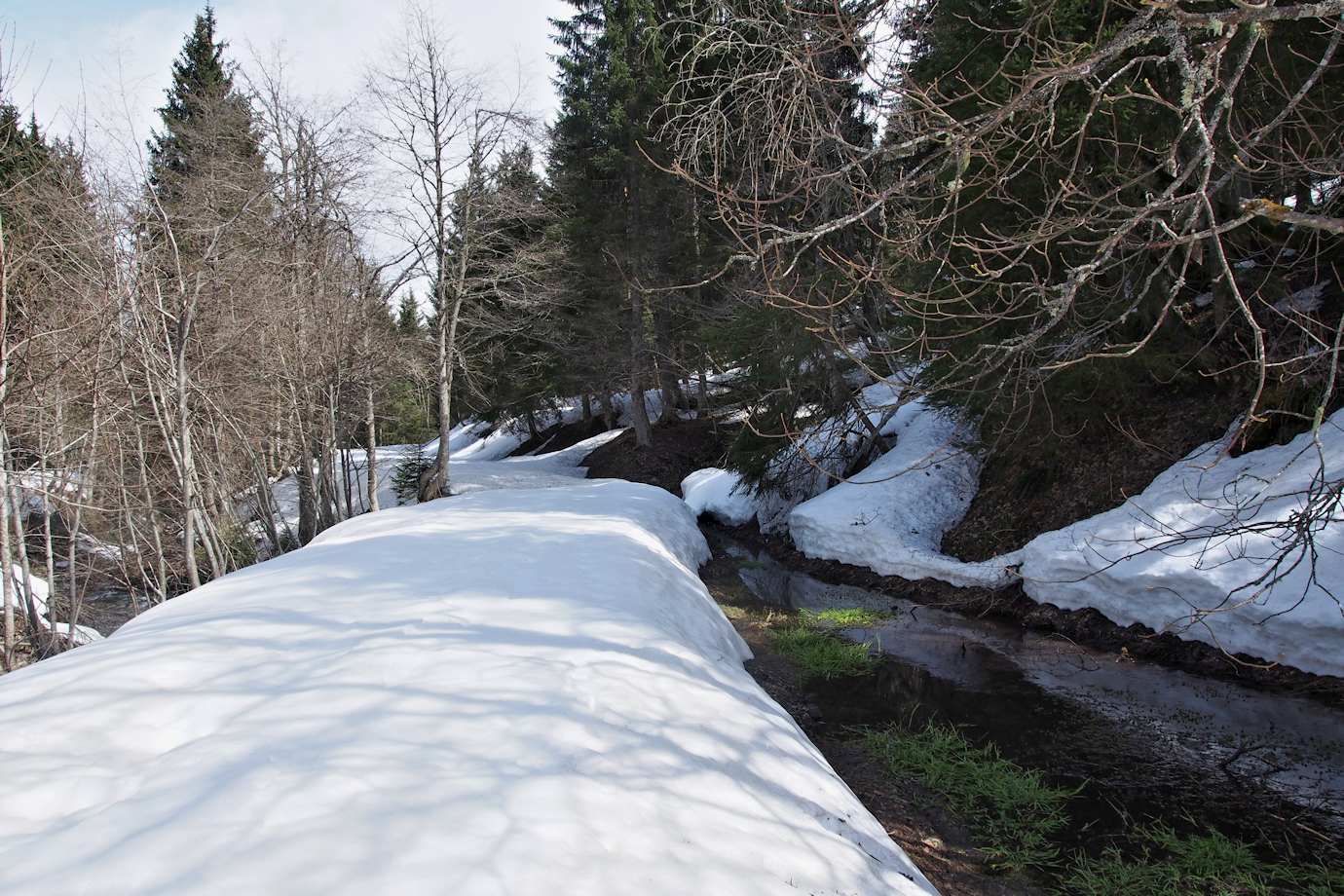 Route forestière de Rognaix : Encore quelques sections enneigées