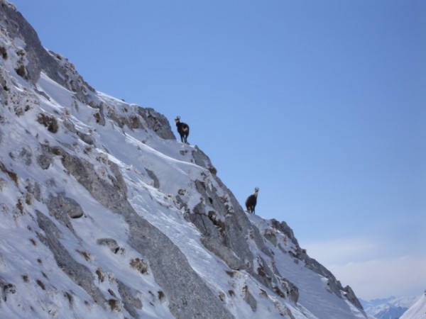 Les chamois : ...les chamois aussi