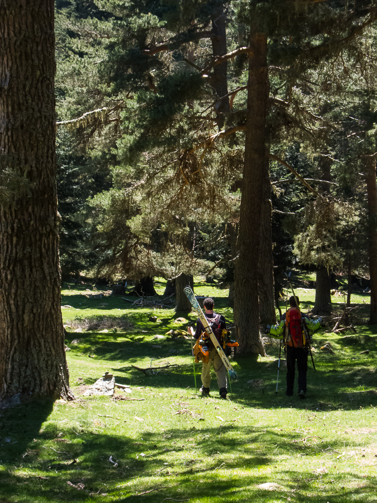 Lustou : quelle est belle cette sapinière de Thou
