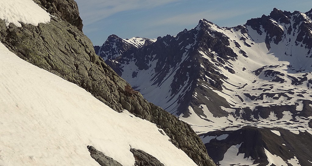 Trouver le chamois ! : Il débaroule la face nord-est du col du glacier blanc !