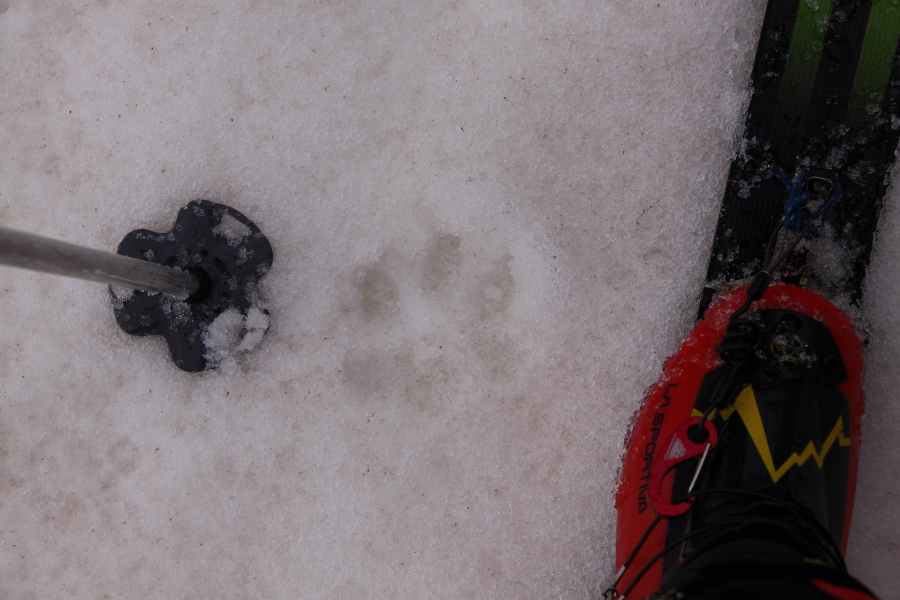 Je l'ai loup-é celui ci : La cime de loup, le lac du loup, la trace du loup qui viens juste de passer. (c'était juste décaillé).
