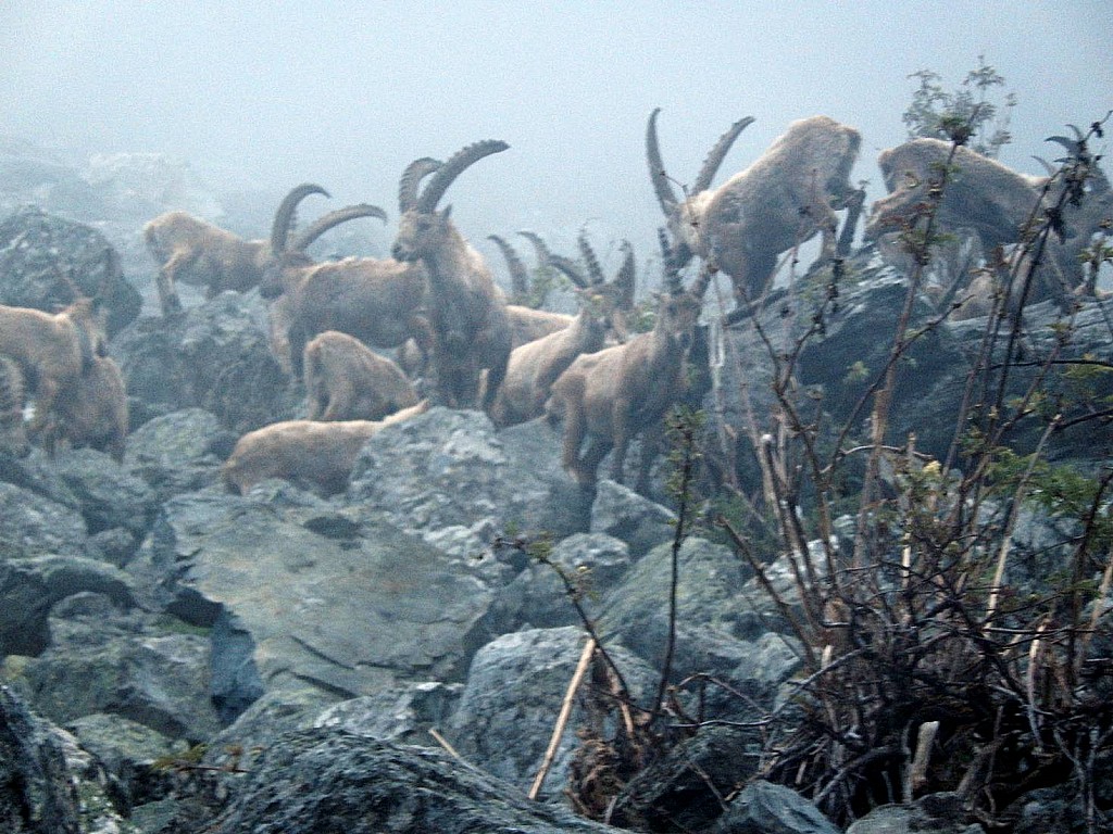 Col N de la Glière : Un beau troupeau dans la brume.