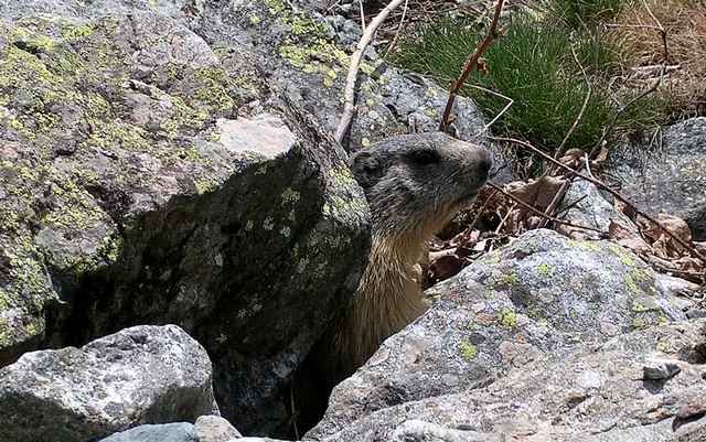 Marmotte : Rencontrée au hasard du chemin, elle joue à cache cache la coquine !